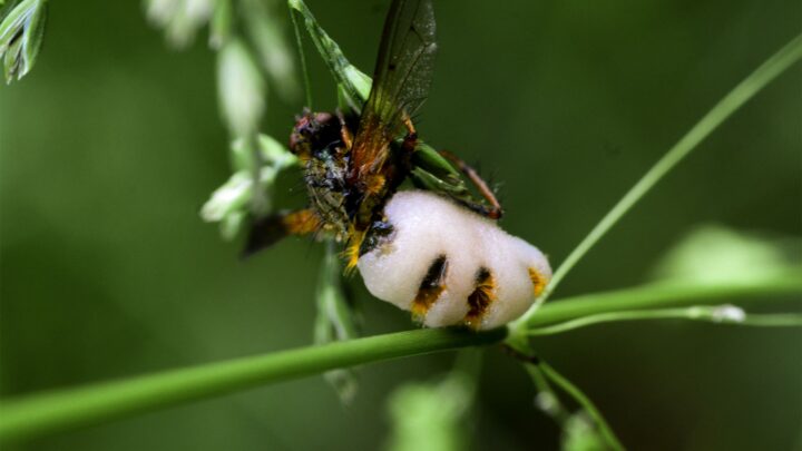 fungo entomopatogênico