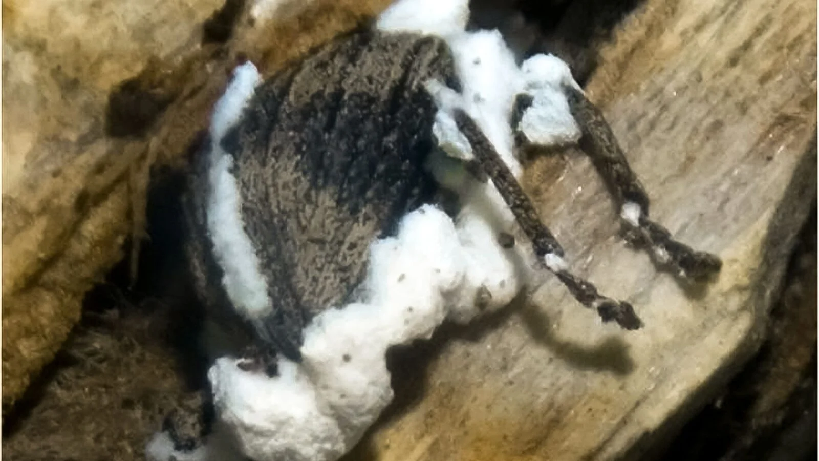 Inseto Sternocoelus sp. infectado pelo fungo entomopatogênico Beauveria bassiana