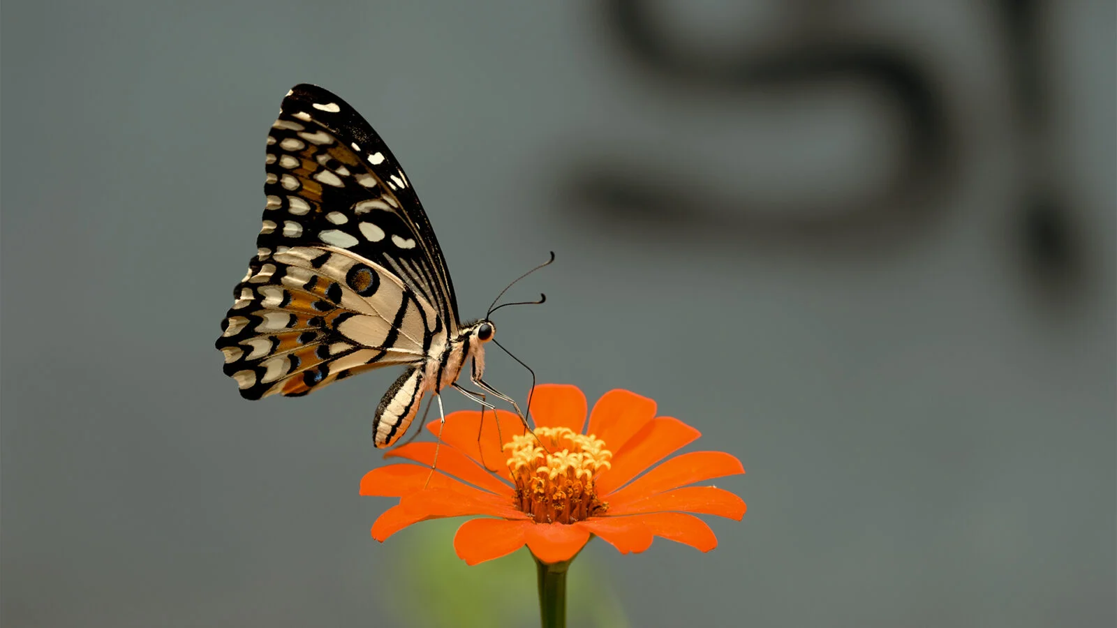 borboleta na flor - Como os insetos sentem o ambiente? Entenda!