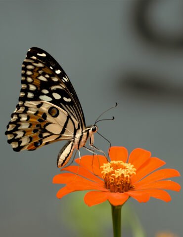 borboleta na flor laranja