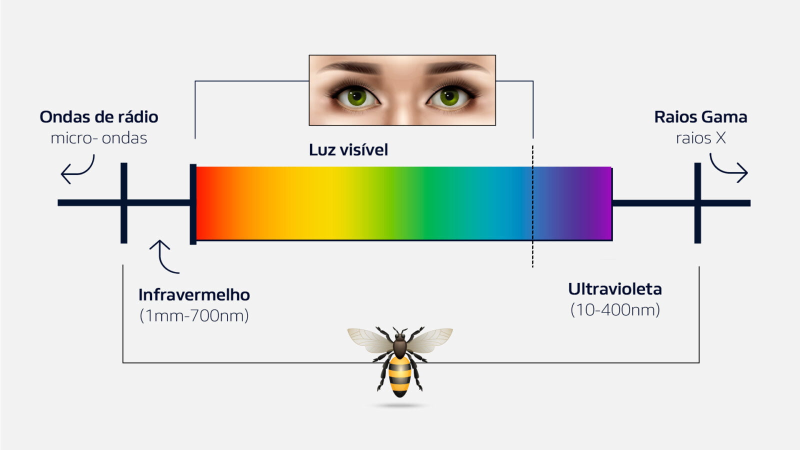 A luz ultravioleta, ou radiação ultravioleta, apresenta comprimento de onda entre 10 nm e 400 nm, sendo mais curta que a luz visível e mais longa que os raios-X. Enquanto nós, seres humanos, conseguimos enxergar apenas ondas eletromagnéticas de comprimento entre 700 e 10 nanômetros (luz visível), abelhas e outros insetos são capazes de reconhecer luz ultravioleta.