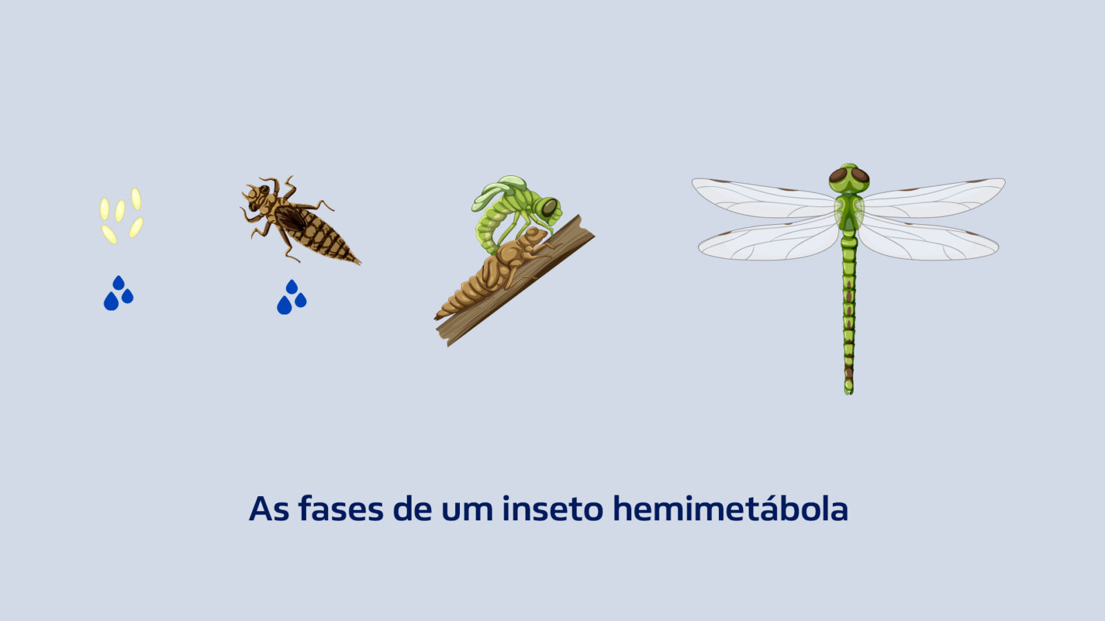 Fases do inseto hemimetábola