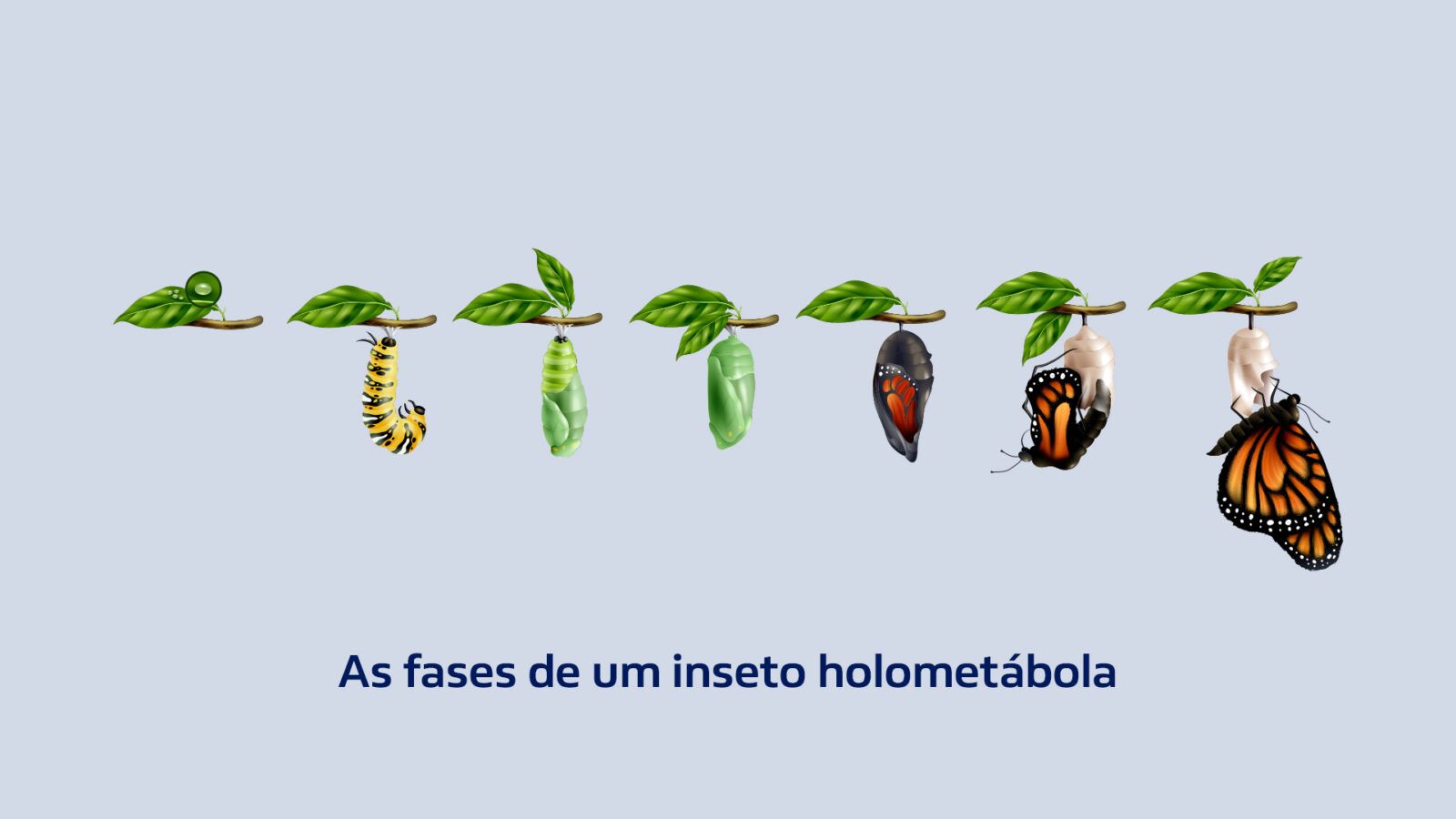 Fases de um inseto holometábola