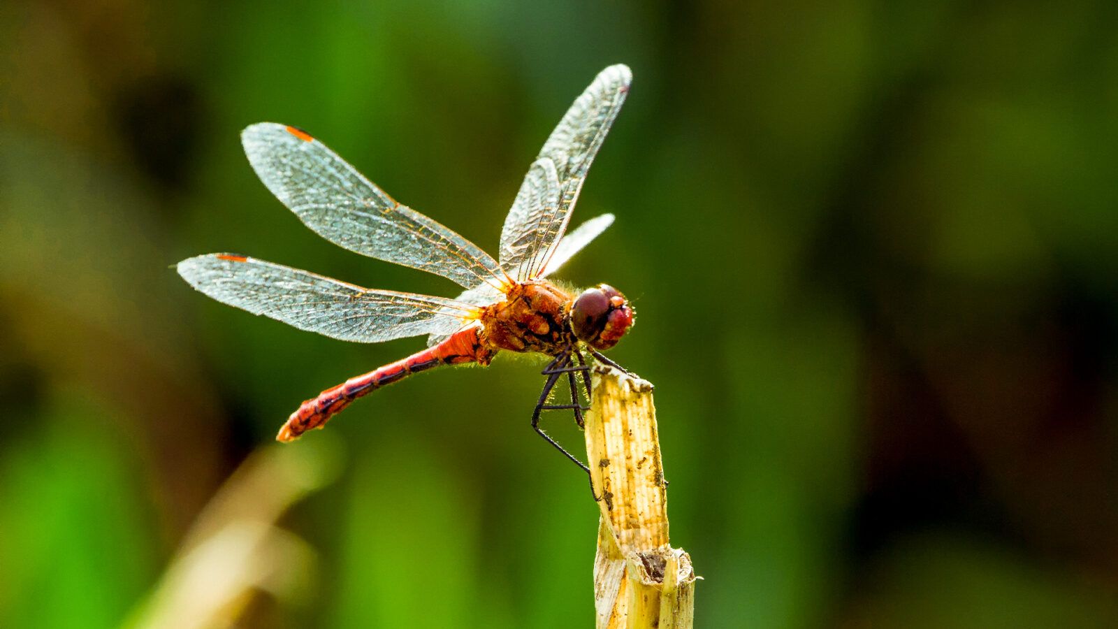 Insecta News: INSETO DO DIA