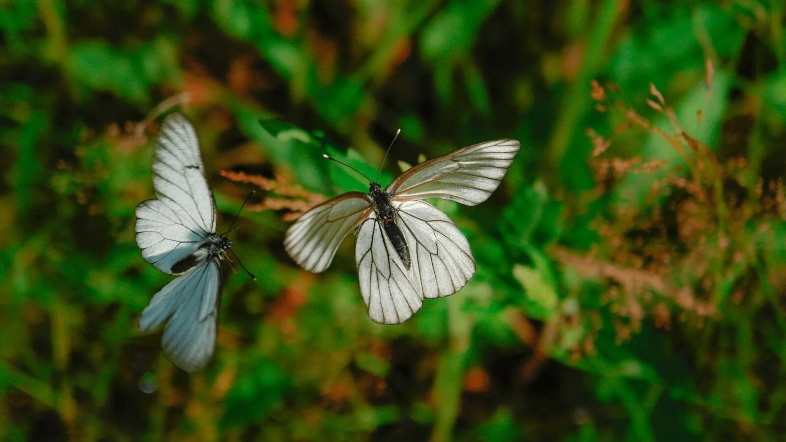 mariposas