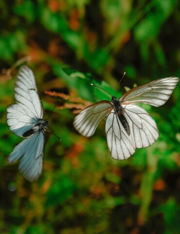 mariposas