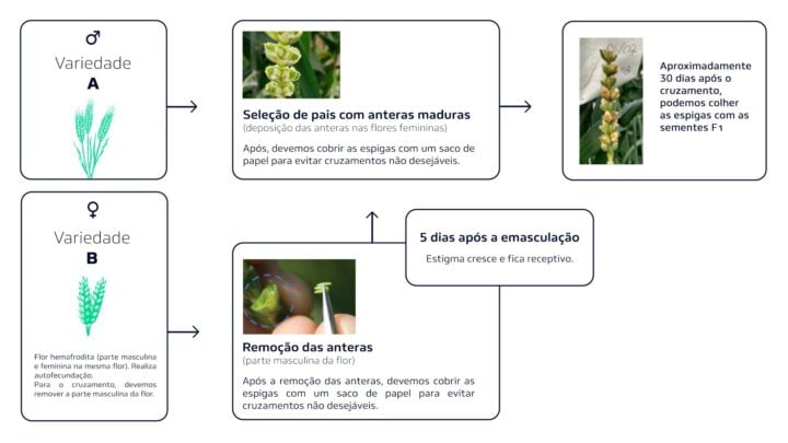 exemplo de como se realiza os cruzamentos na cultura de trigo