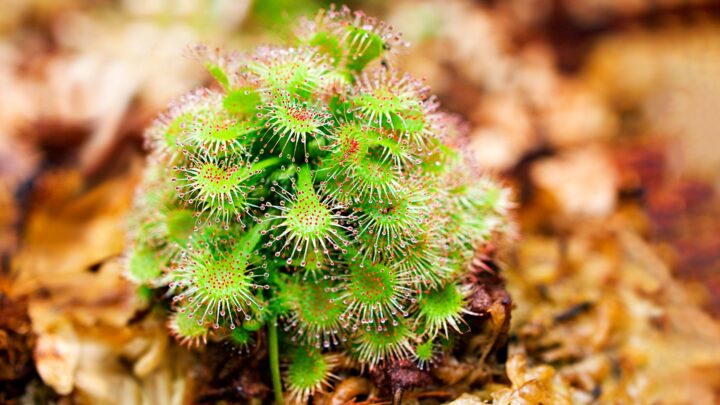 Defesa das plantas contra insetos