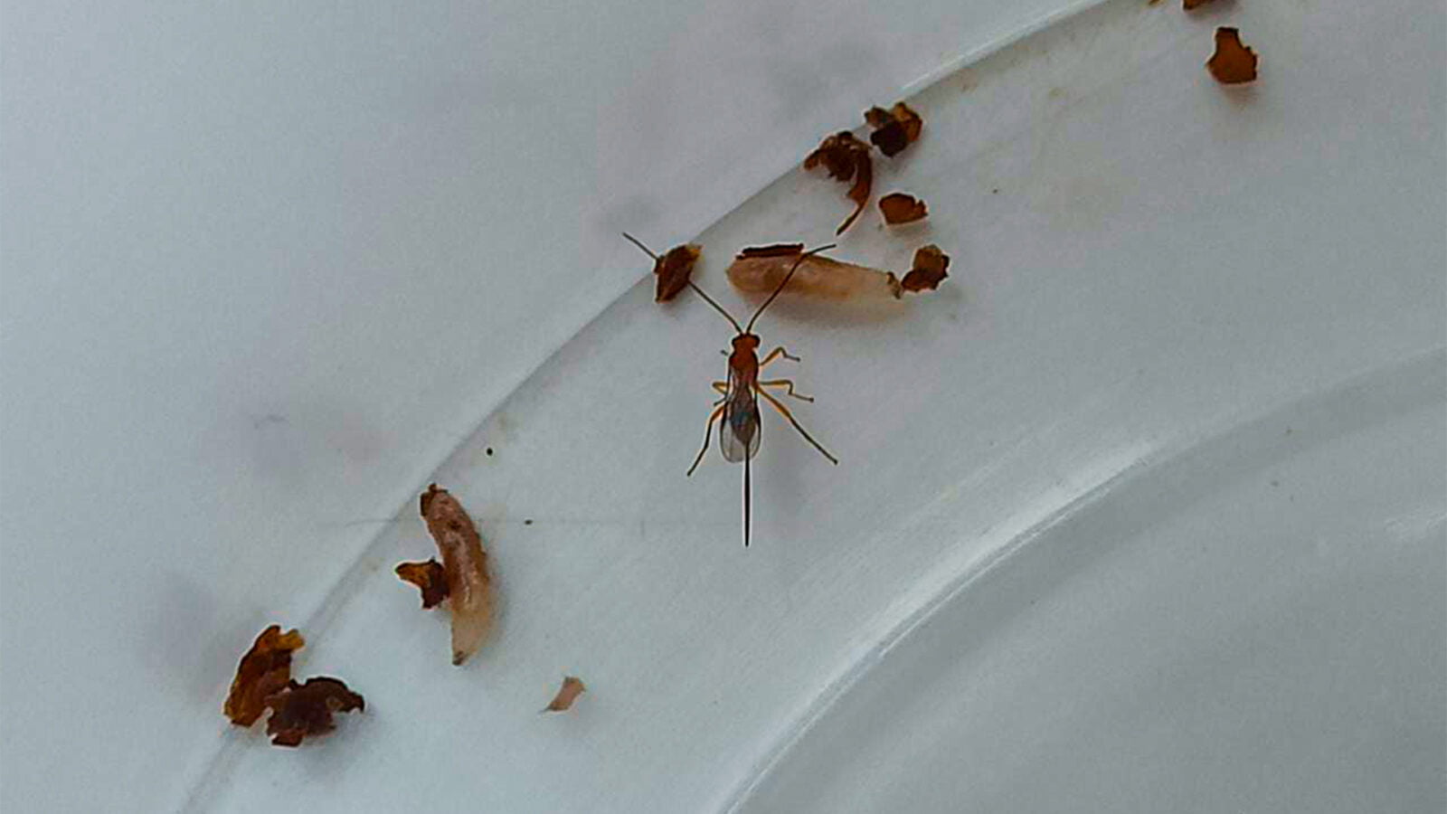 Imagem de moscas e larvas