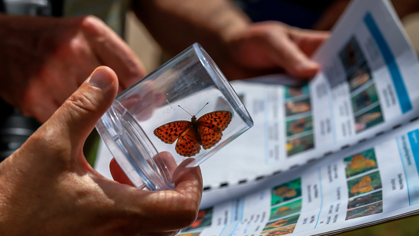 Imagem de borboleta em recipiente de vidro e livro sobre borboletas ao fundo.
