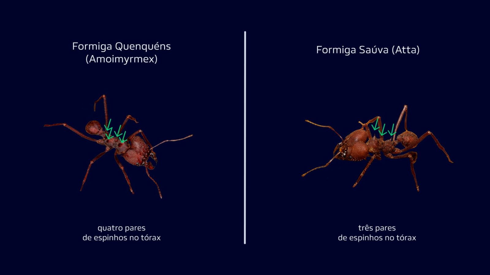 Formigas Quenquéns x Formiga Saúva