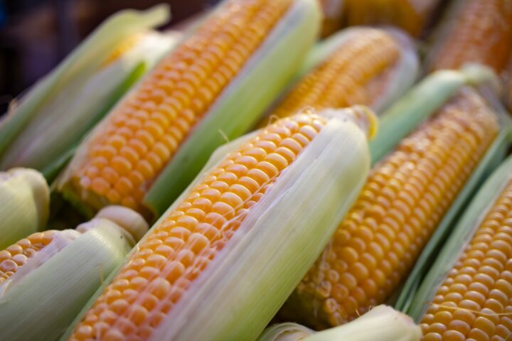 milhos enfileirados plantados no quintal