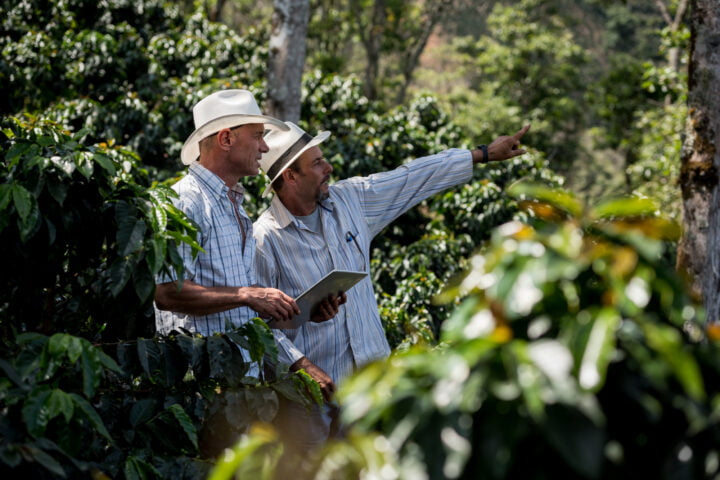 Produtores em lavoura de café