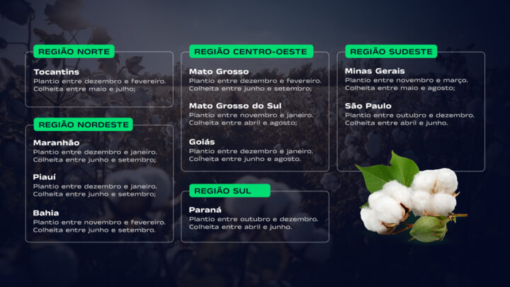 infográfico que mostra a época de plantio algodão por região do Brasil.