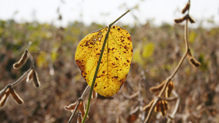 Folha do cultivo de soja contaminada por ferrugem asiática