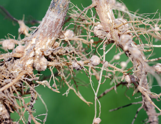 Imagem mostra a infestação de nematoides na plantação de soja