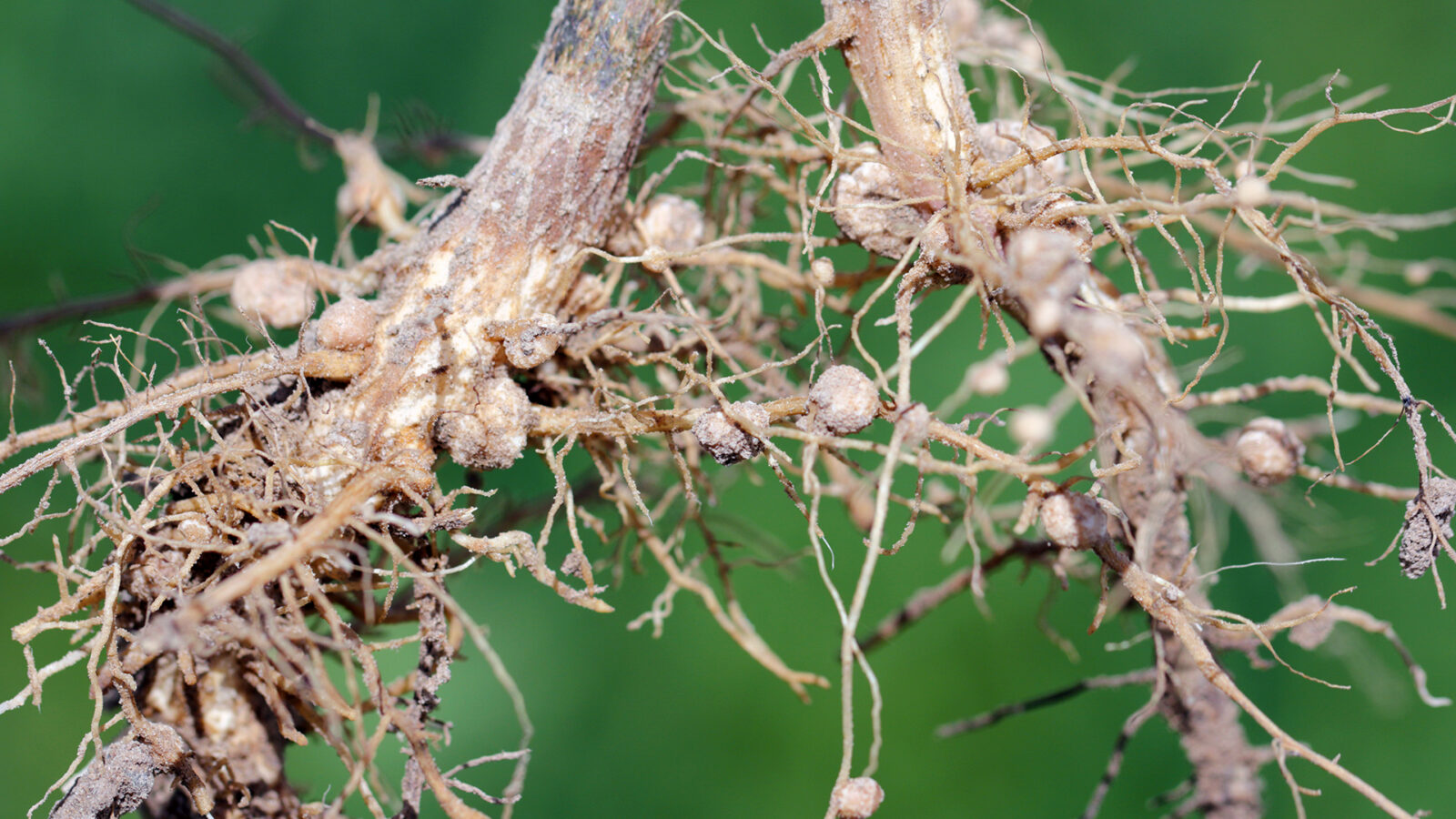 Imagem mostra a infestação de nematoides na plantação de soja