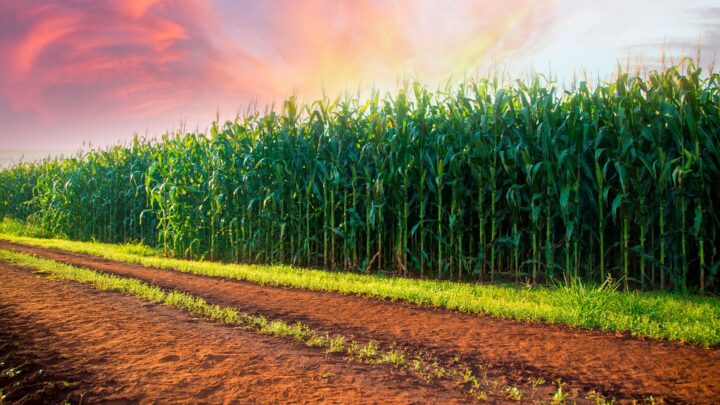 Imagem de cultivo de milho durante o inverno