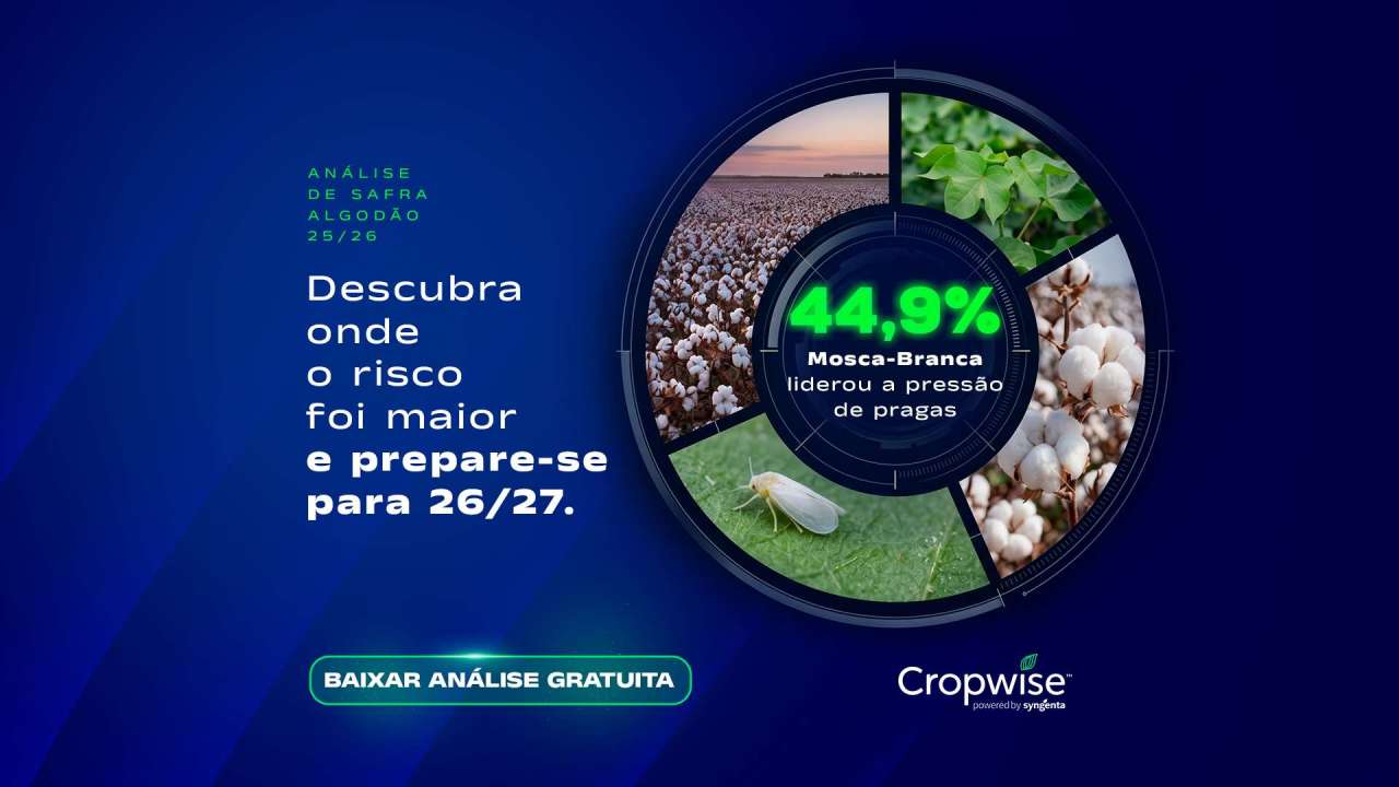 Análise completa de pragas e doenças do algodão na safra 25/26